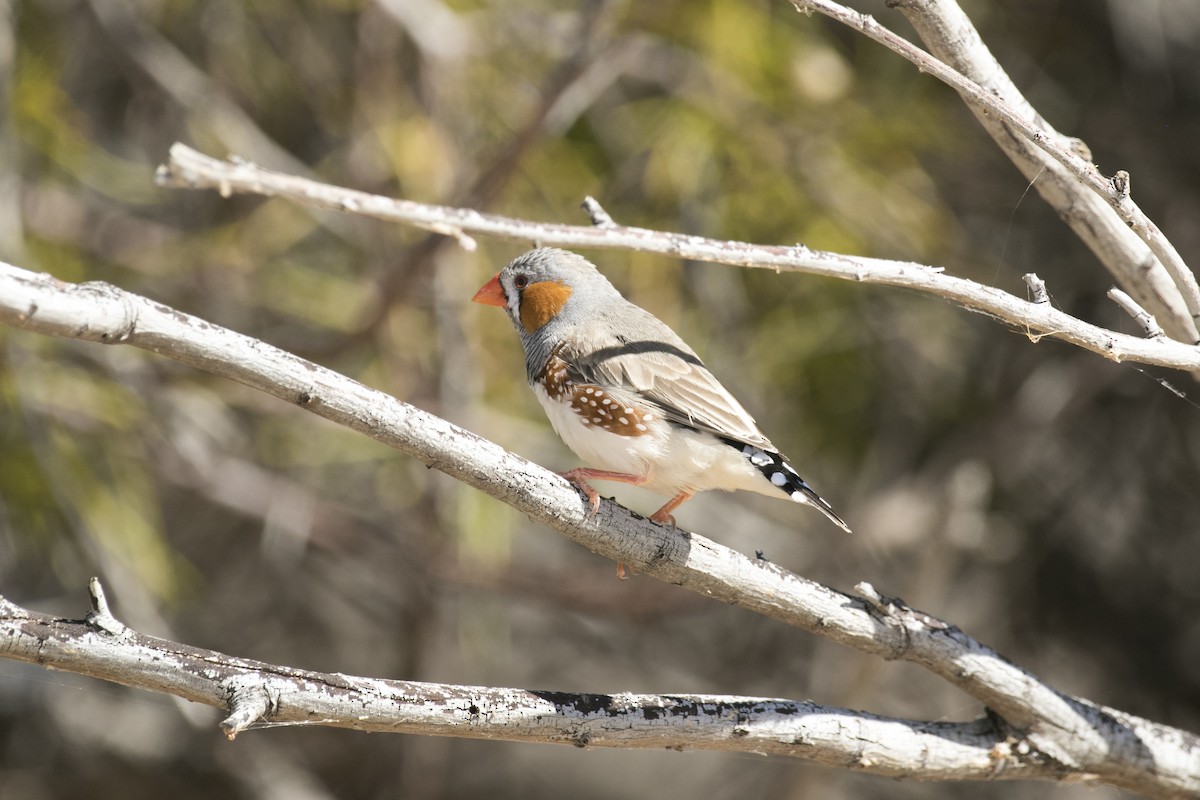Zebra Finch (Australian) - ML644742329