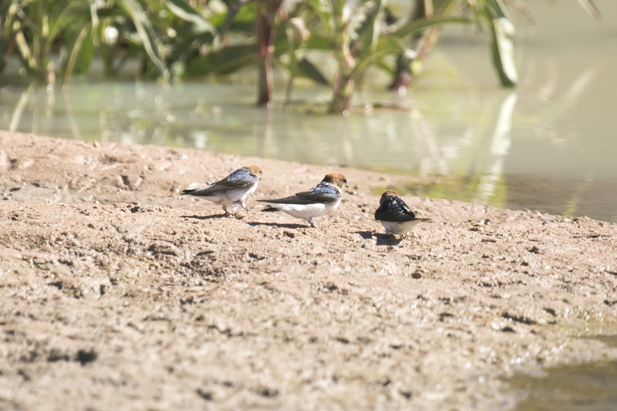 Fairy Martin - ML644742330