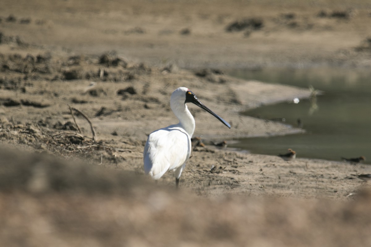 Косар королівський - ML644742334