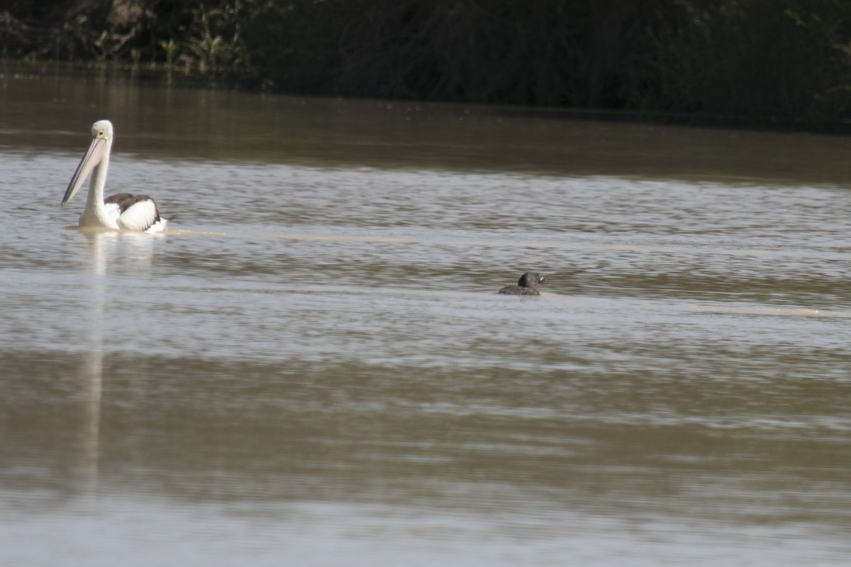 Musk Duck - ML644742336