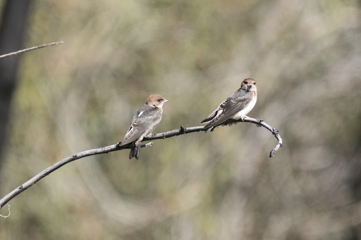 Fairy Martin - ML644742339