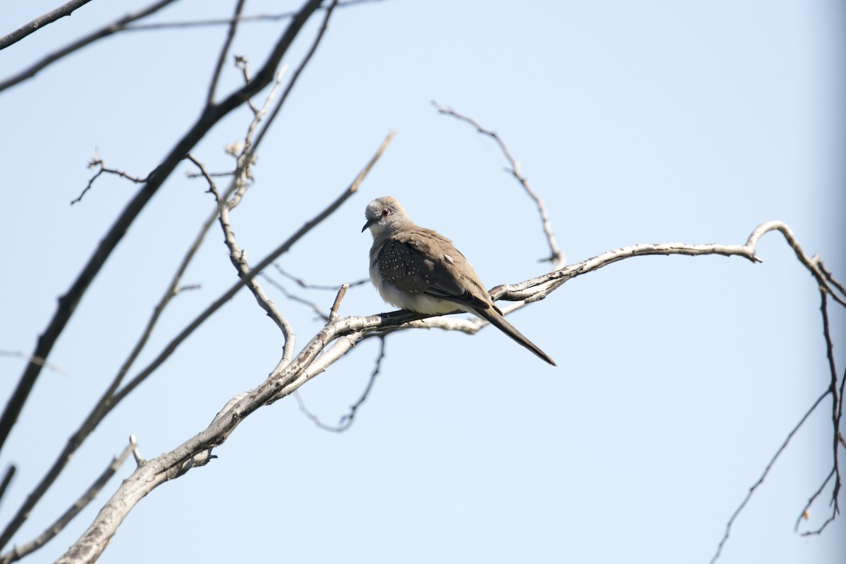 Diamond Dove - ML644742344