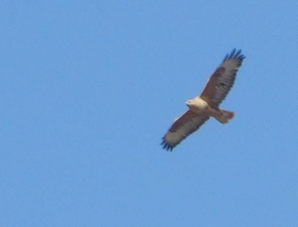 Курганник - ML644742346