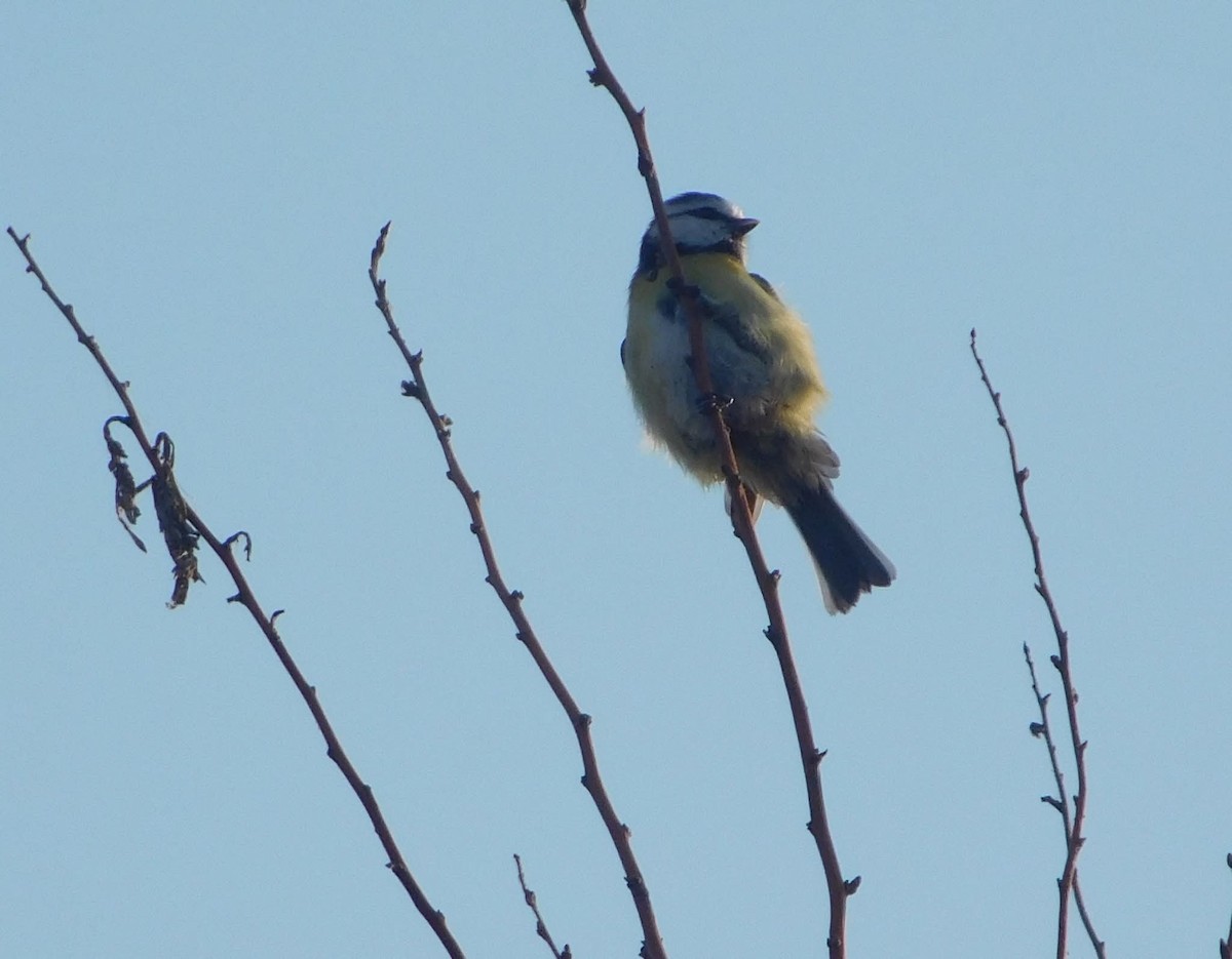 sýkora modřinka - ML644742354