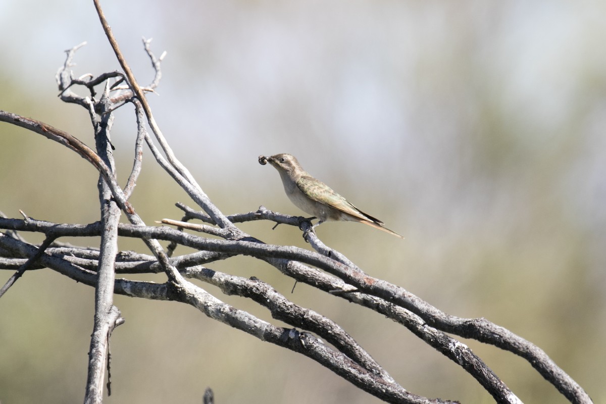 Horsfield's Bronze-Cuckoo - ML644742360