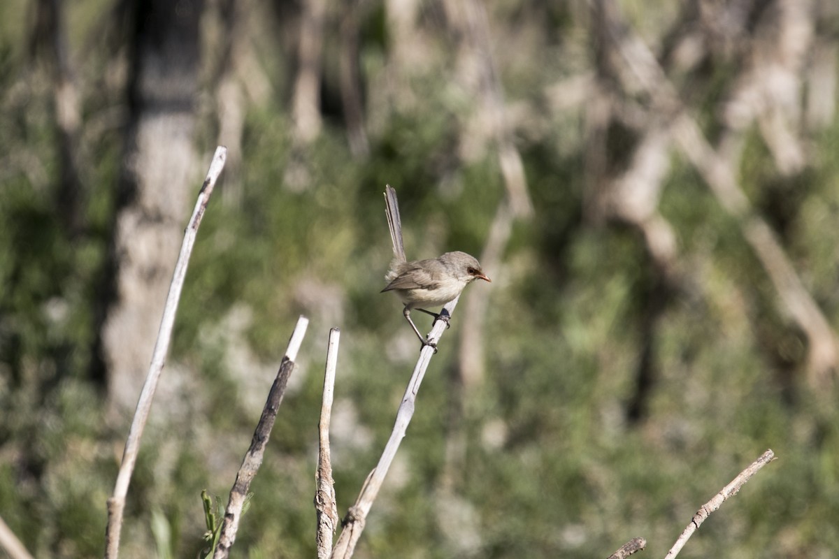 Purple-backed Fairywren - ML644742367