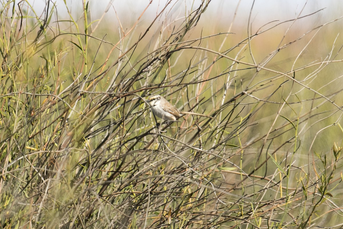Gray Grasswren - ML644742369