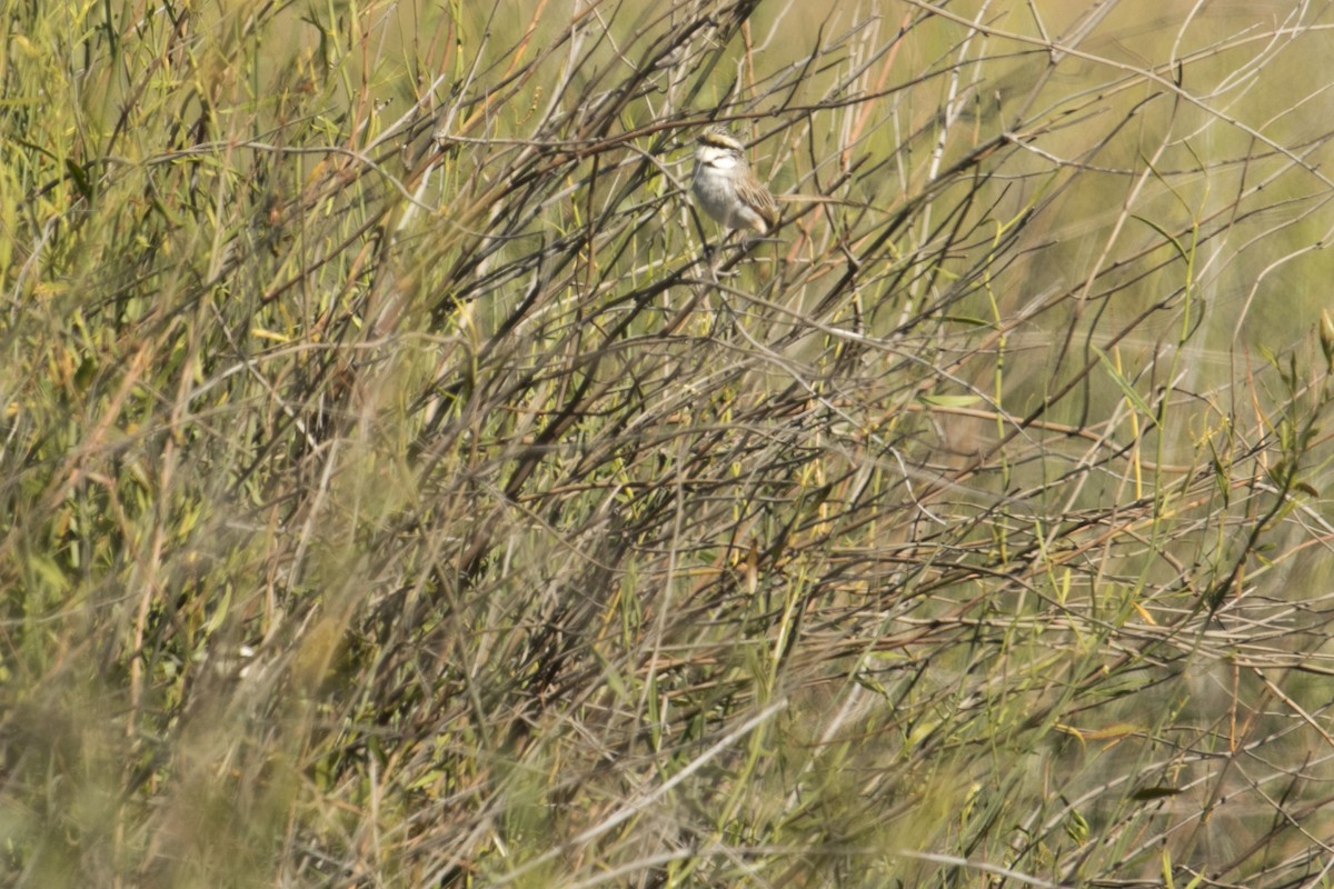 Gray Grasswren - ML644742370