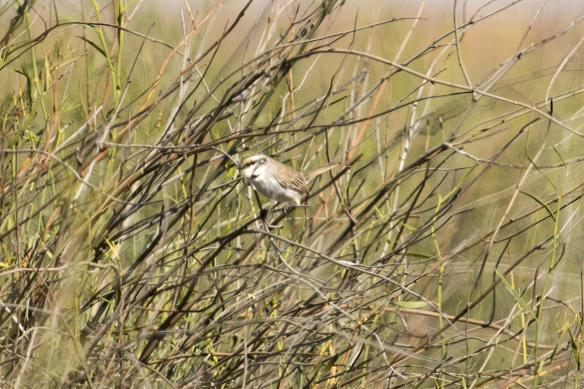 Gray Grasswren - ML644742371