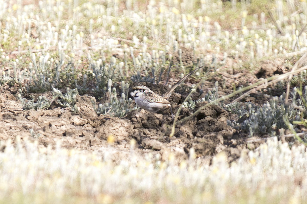 Gray Grasswren - ML644742372