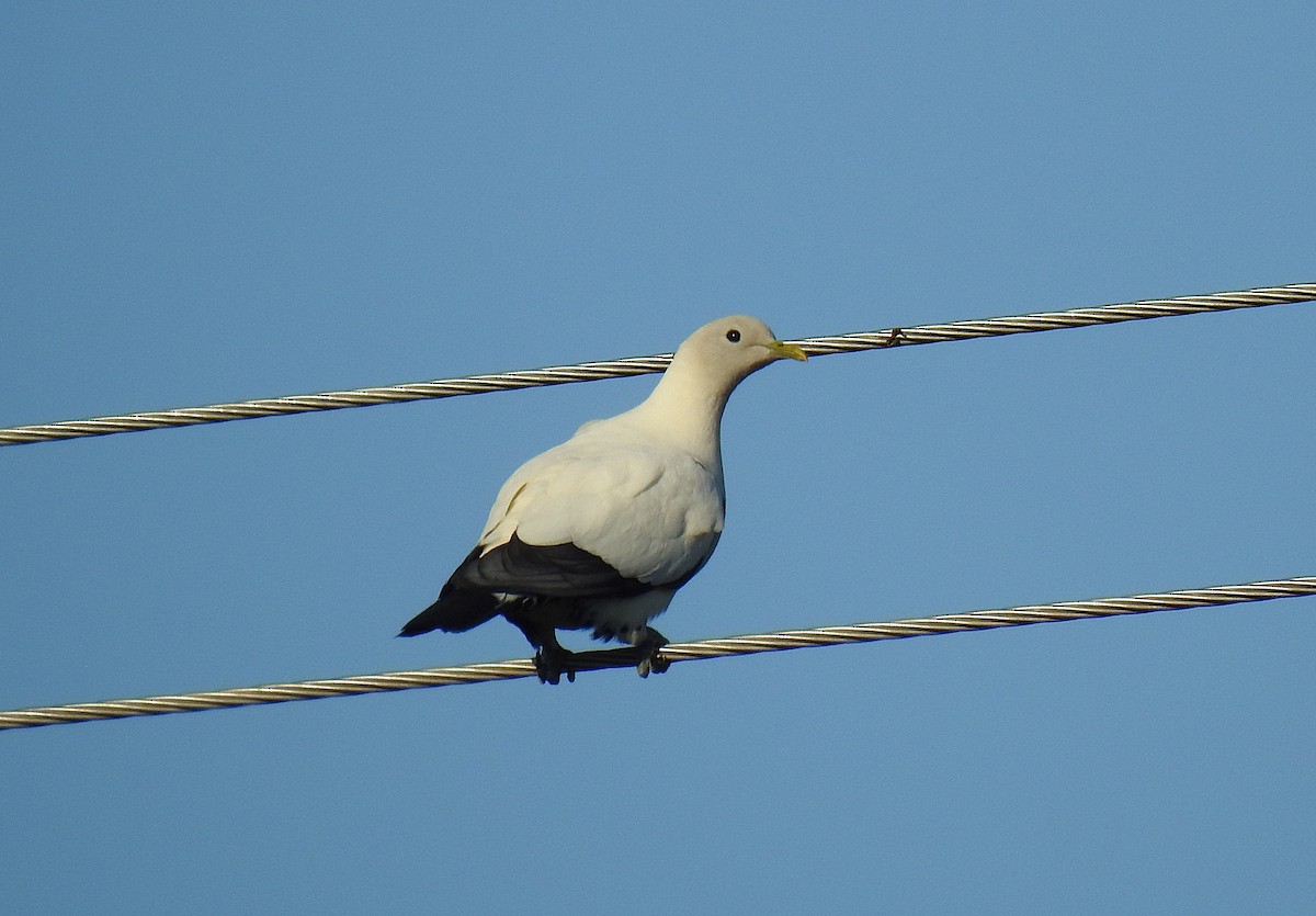 holub pobřežní - ML644742385