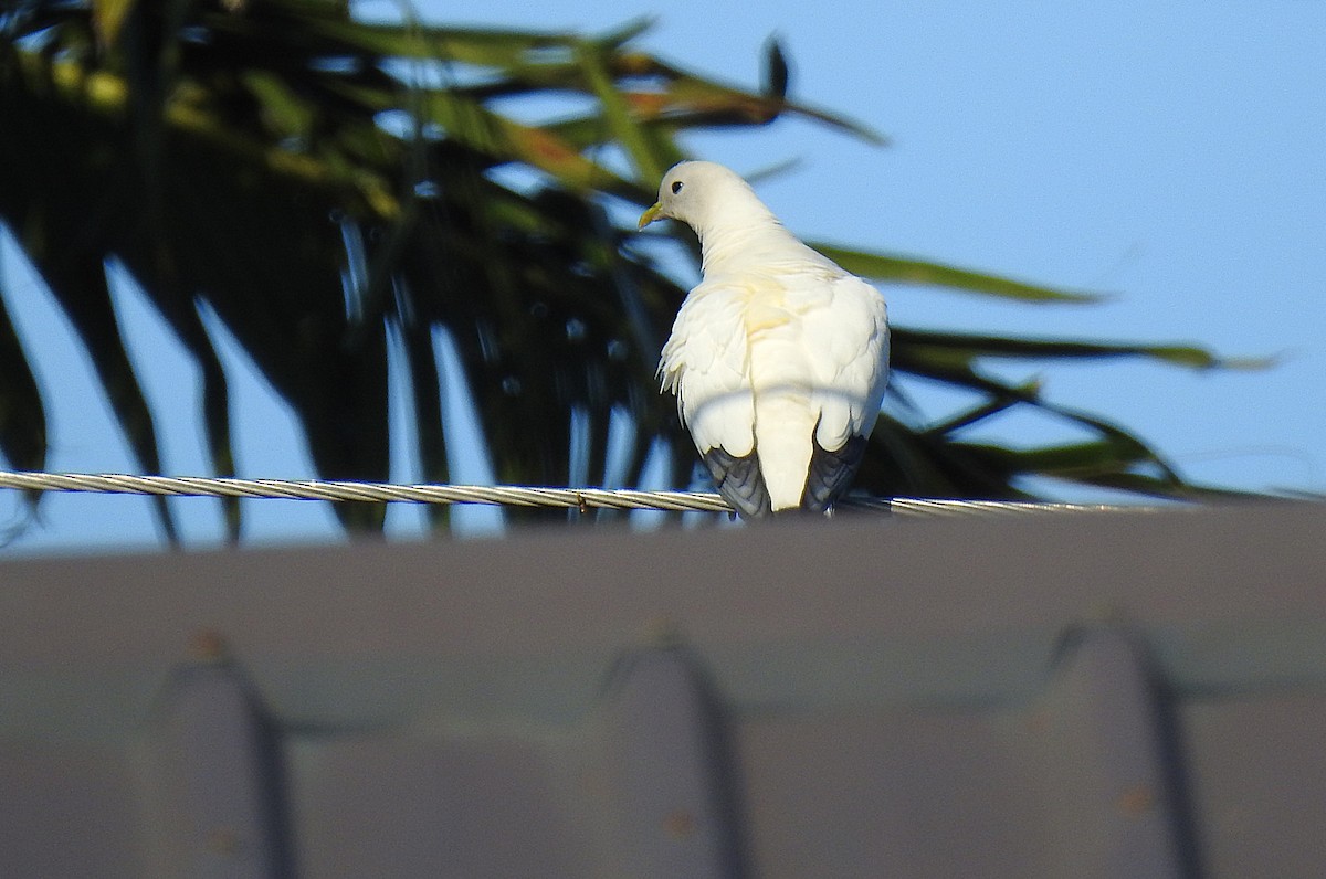 holub pobřežní - ML644742386