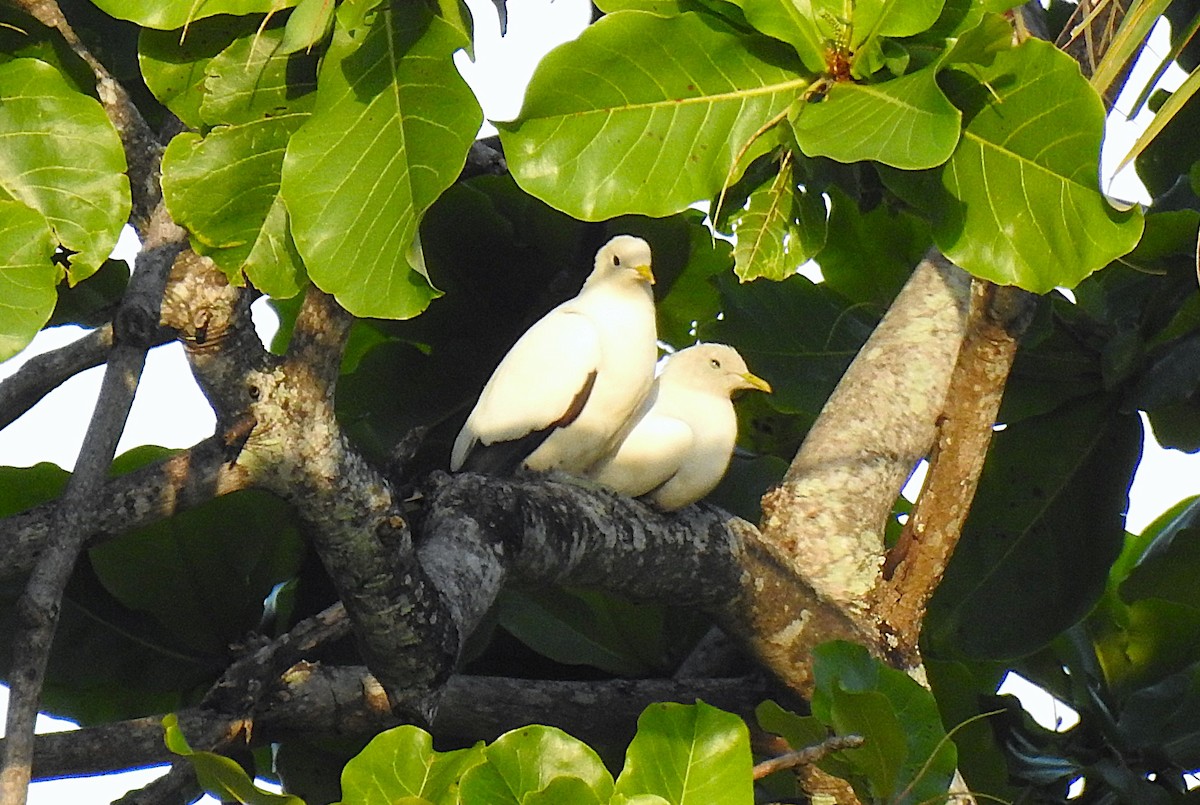 holub pobřežní - ML644742389