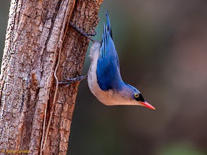 Velvet-fronted Nuthatch - ML644742396