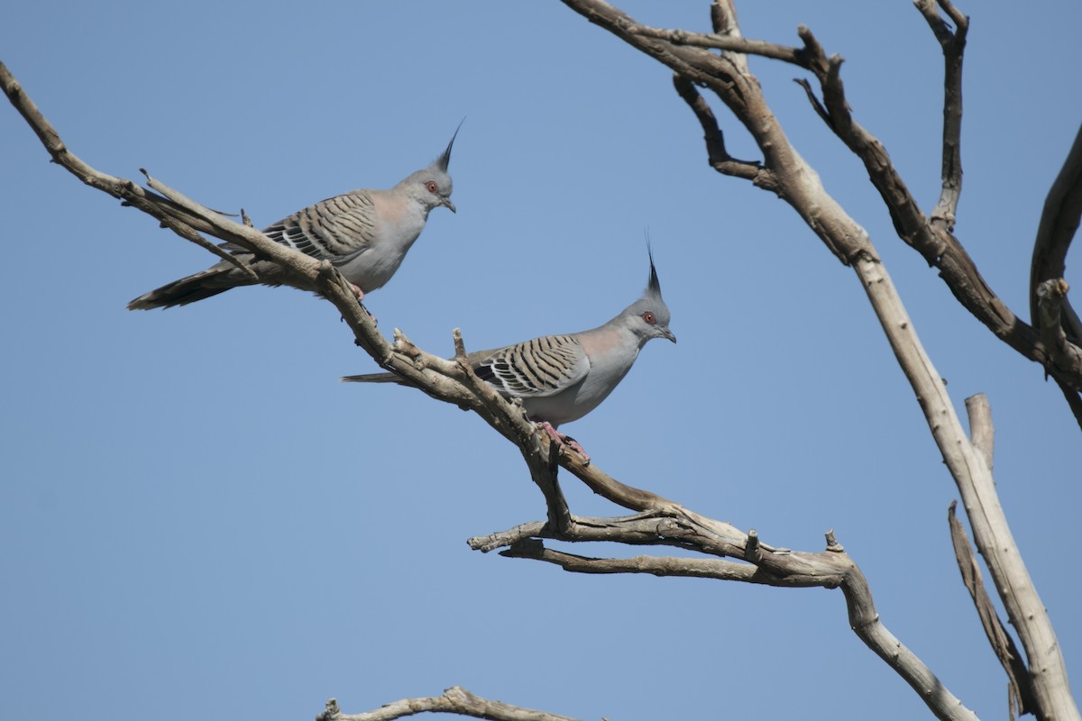 Crested Pigeon - ML644742397