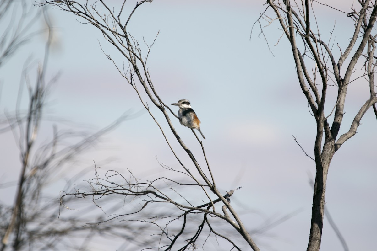 Альціон рудогузий - ML644742407
