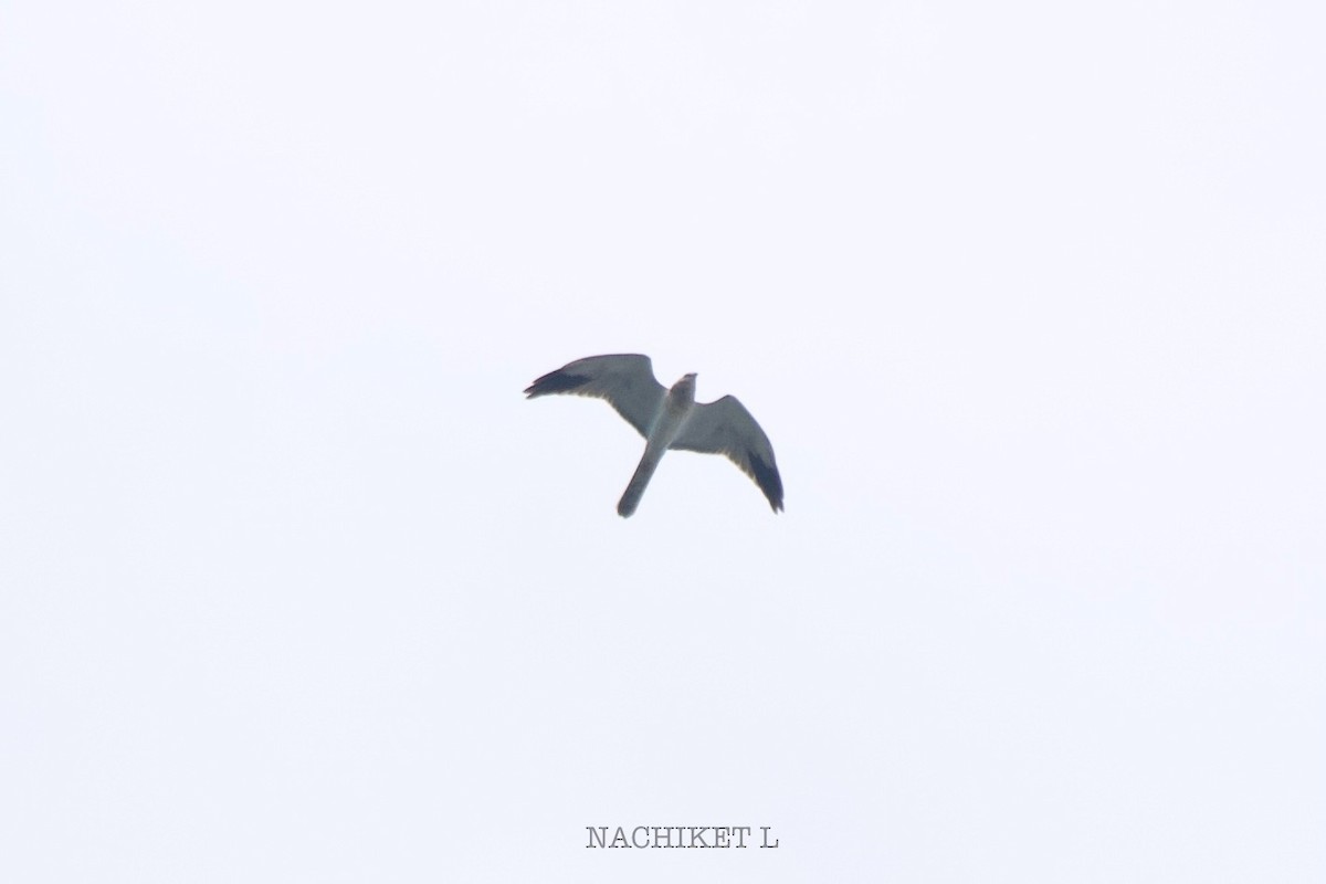 Pallid Harrier - ML644742424