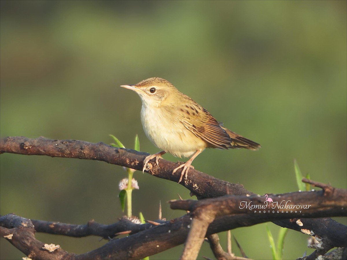 חרגולן מנומר - ML644742426