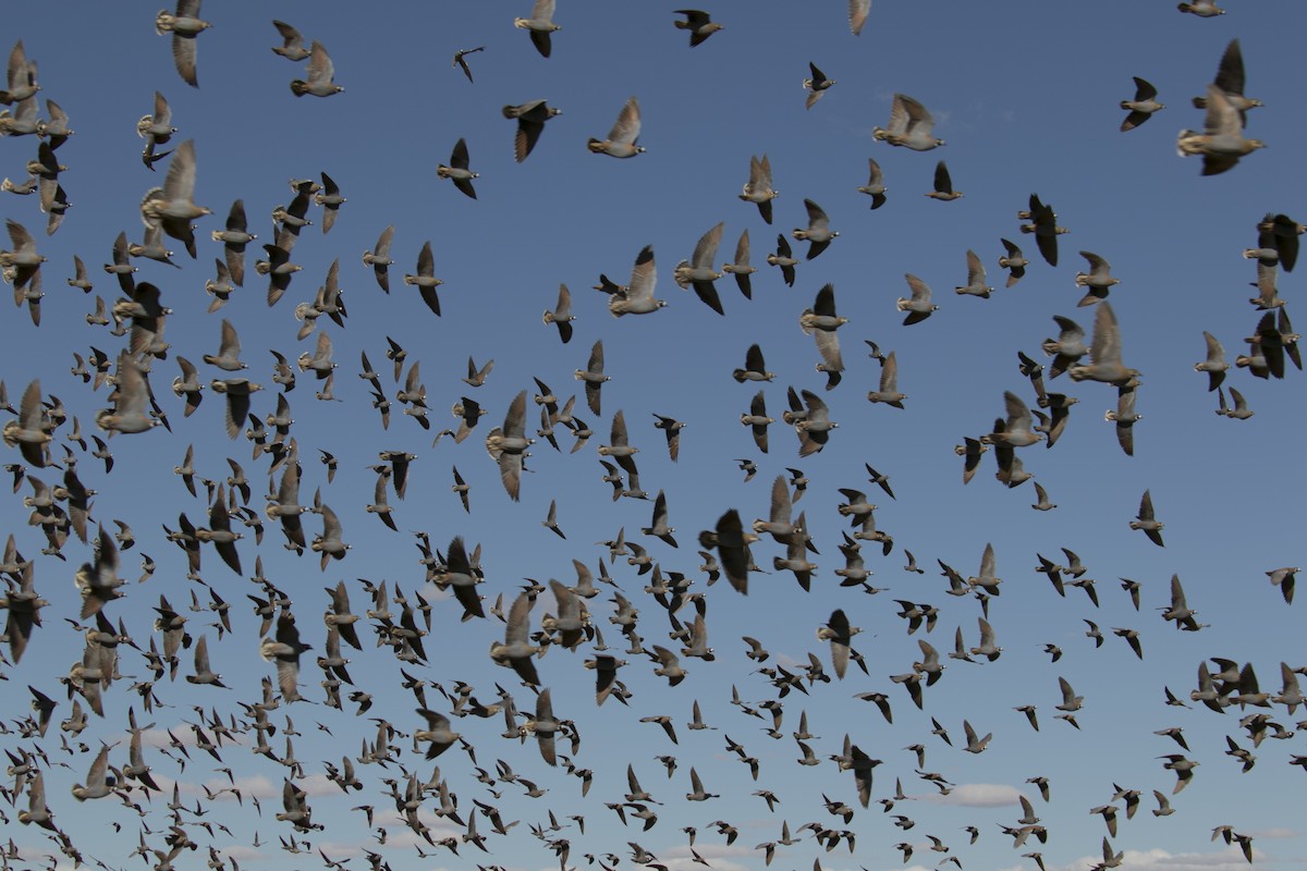 Flock Bronzewing - ML644742427