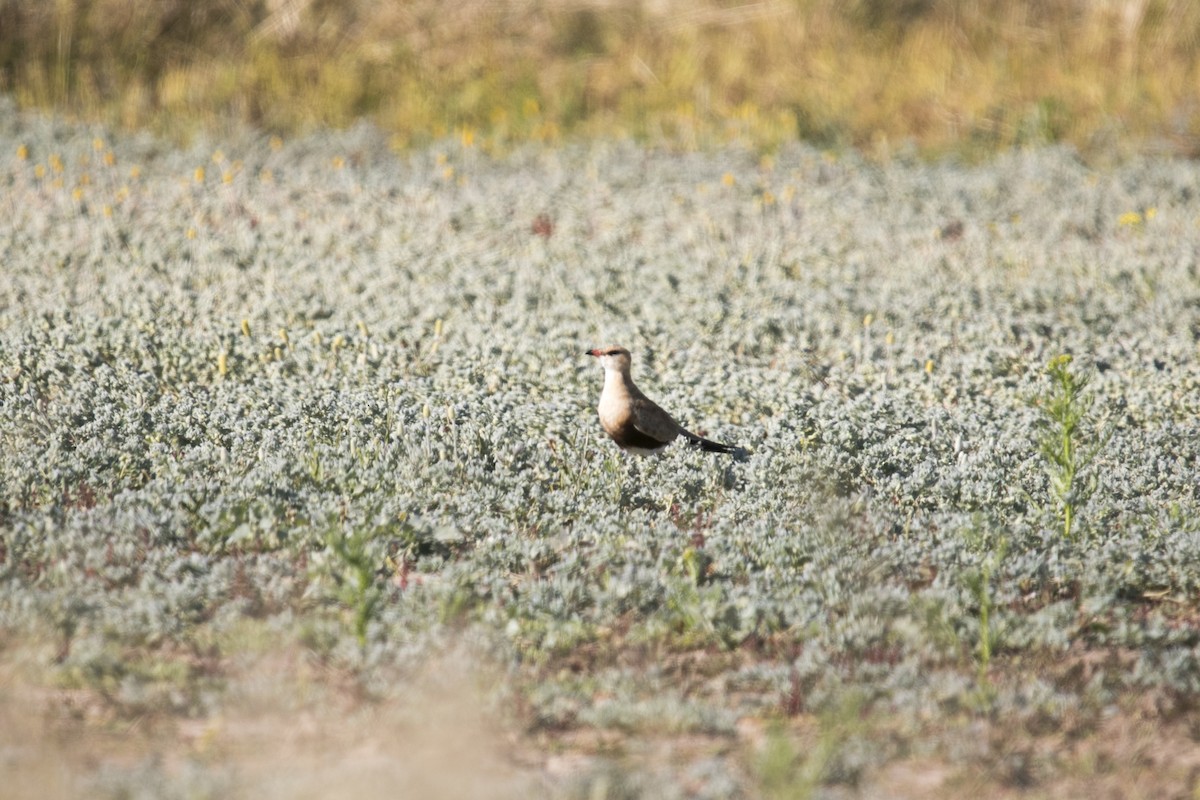 Australian Pratincole - ML644742428