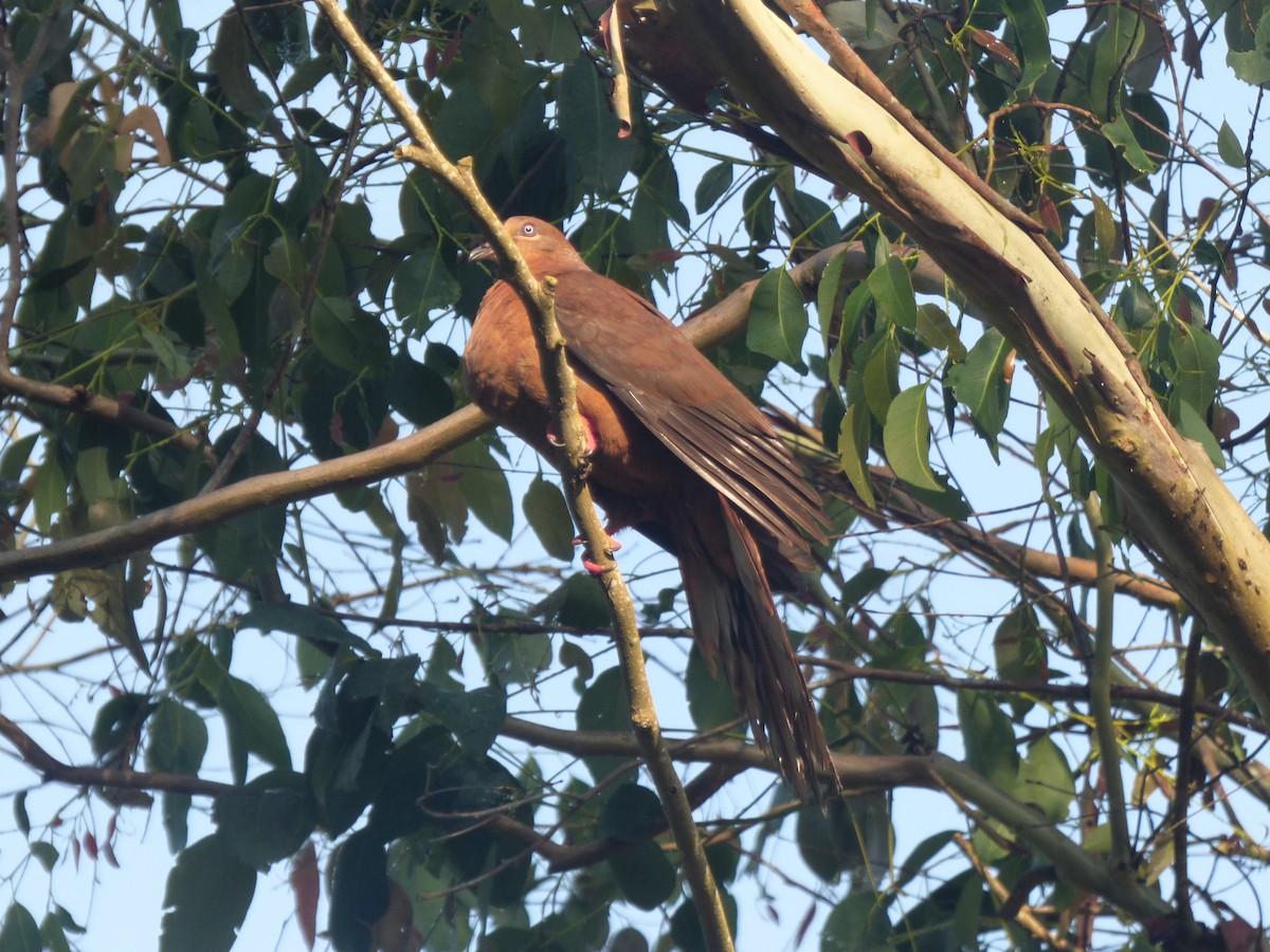 Brown Cuckoo-Dove - ML644742433