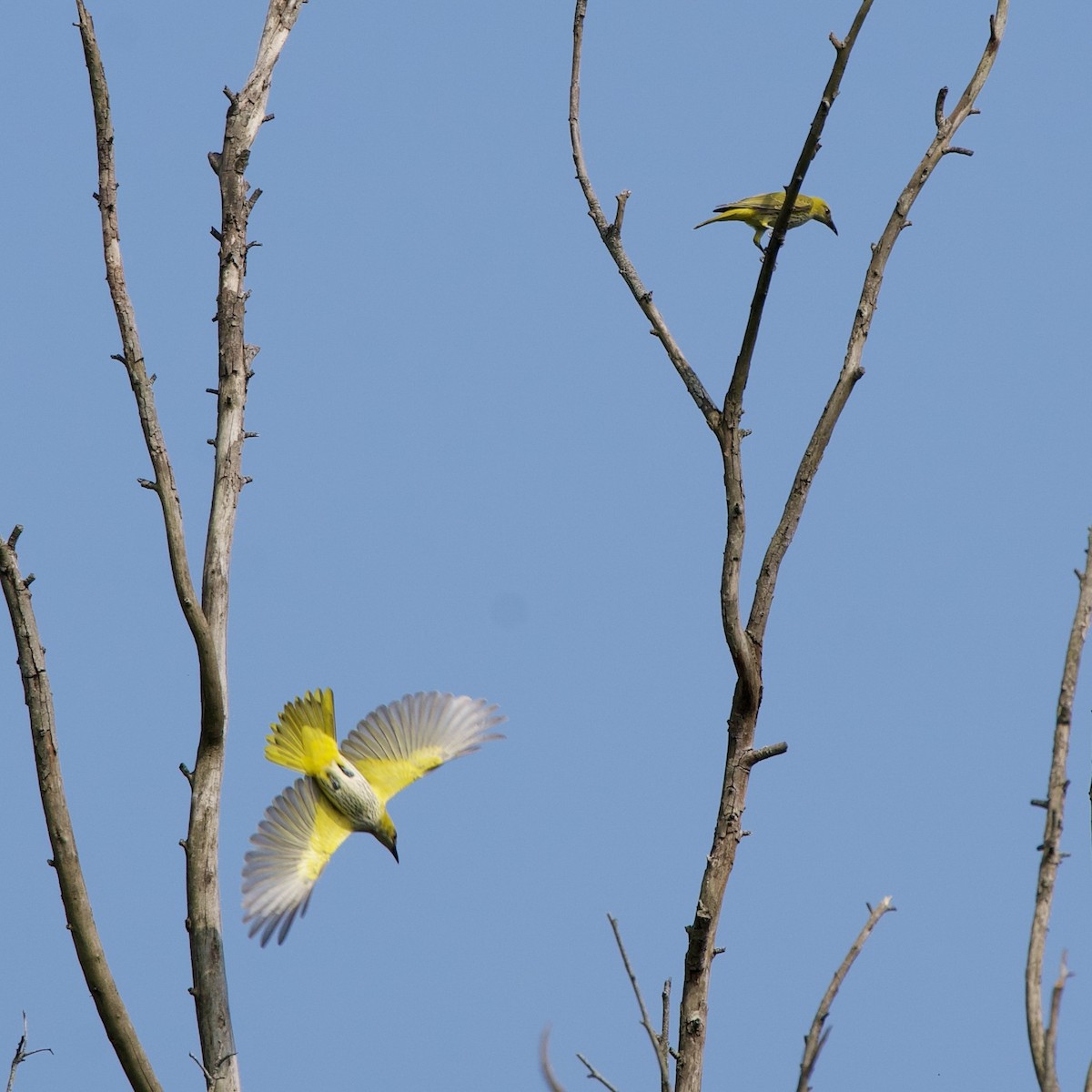 Indian Golden Oriole - ML644742437