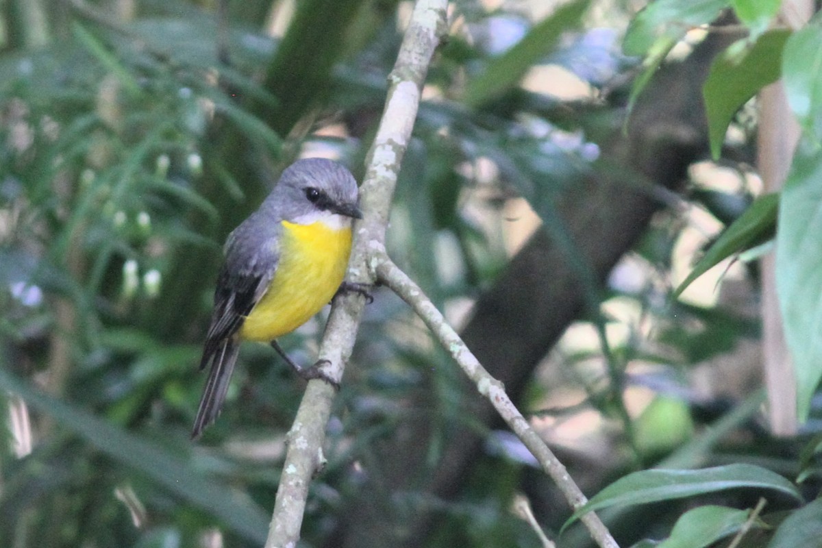 gulbrystflueskvett - ML644742439