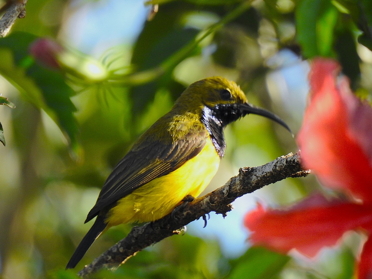 Sahul Sunbird - ML644742447