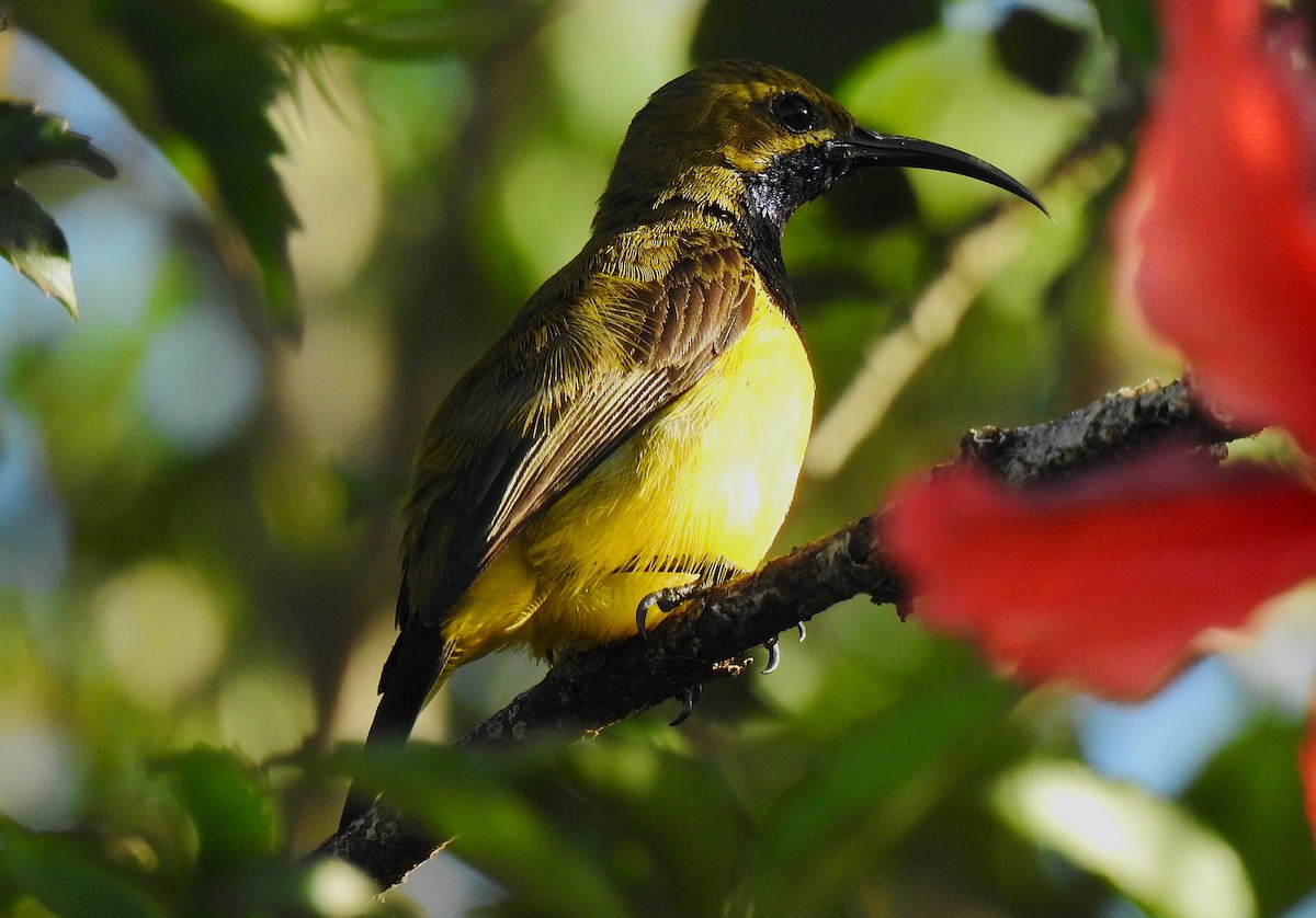 Sahul Sunbird - ML644742451