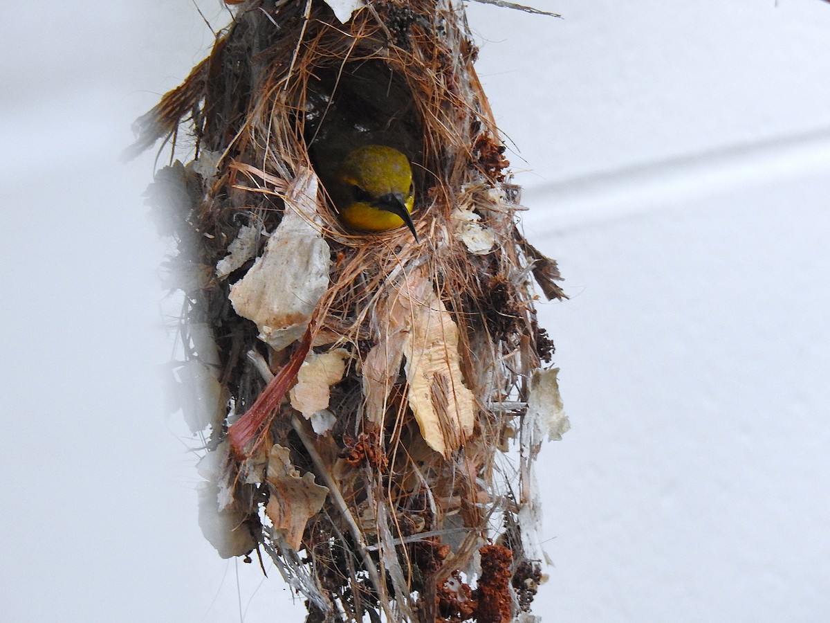 Sahul Sunbird - ML644742452