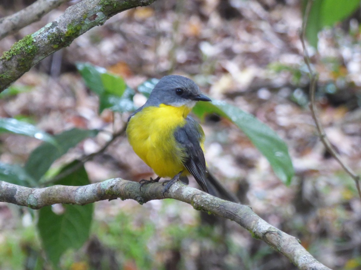 gulbrystflueskvett - ML644742457