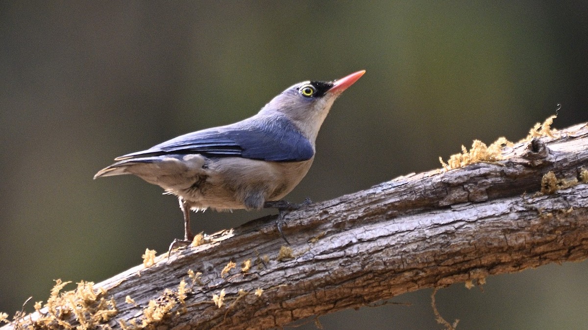 Velvet-fronted Nuthatch - ML644742459