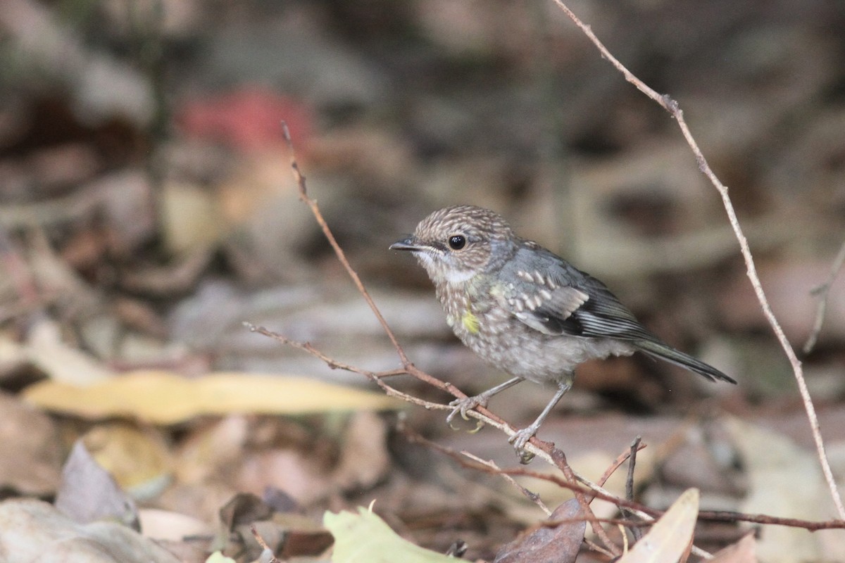 gulbrystflueskvett - ML644742479