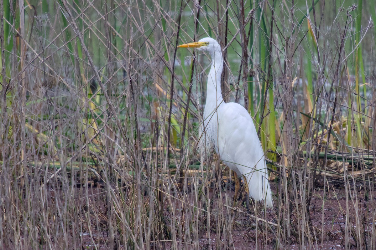 Plumed Egret - ML644742484