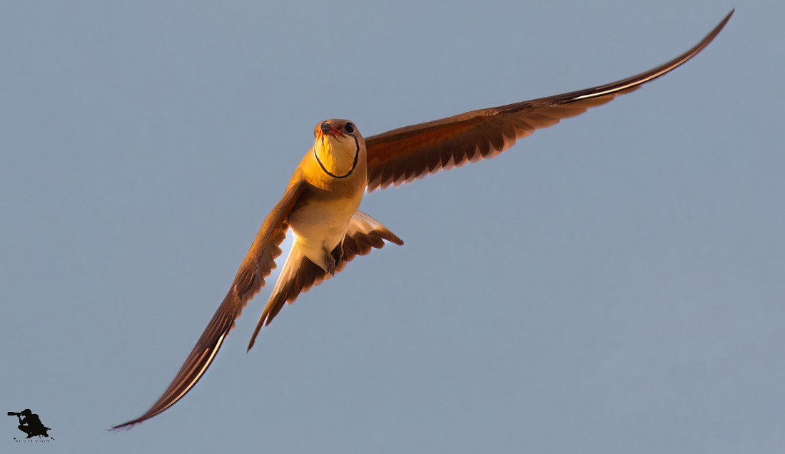 brakksvale - ML644742487