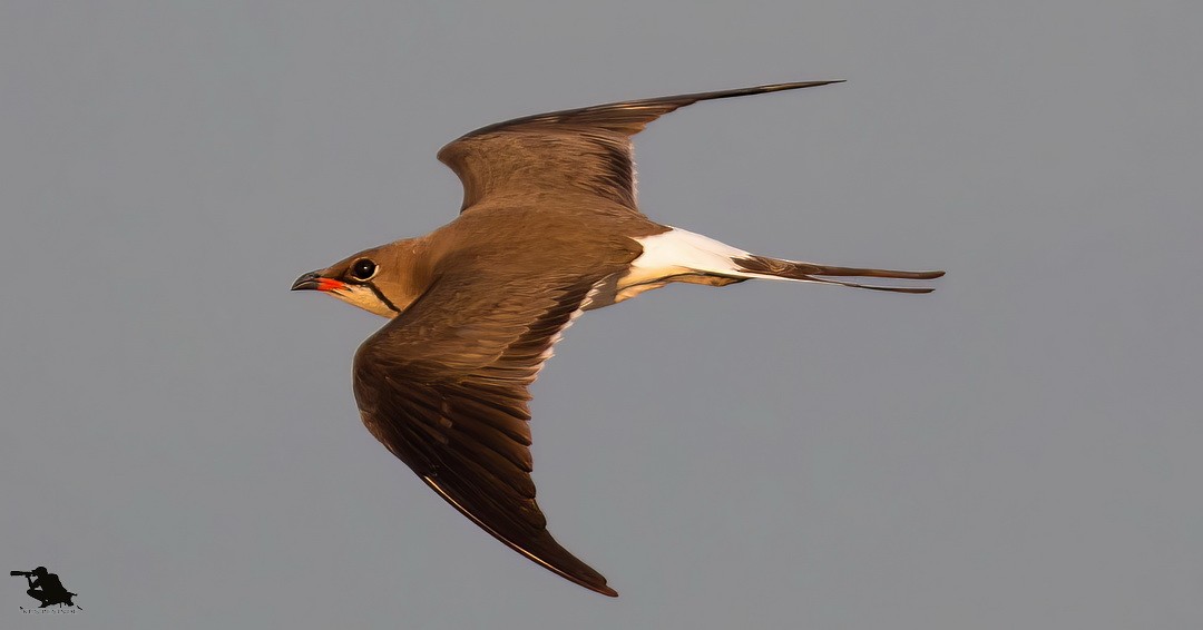 brakksvale - ML644742488