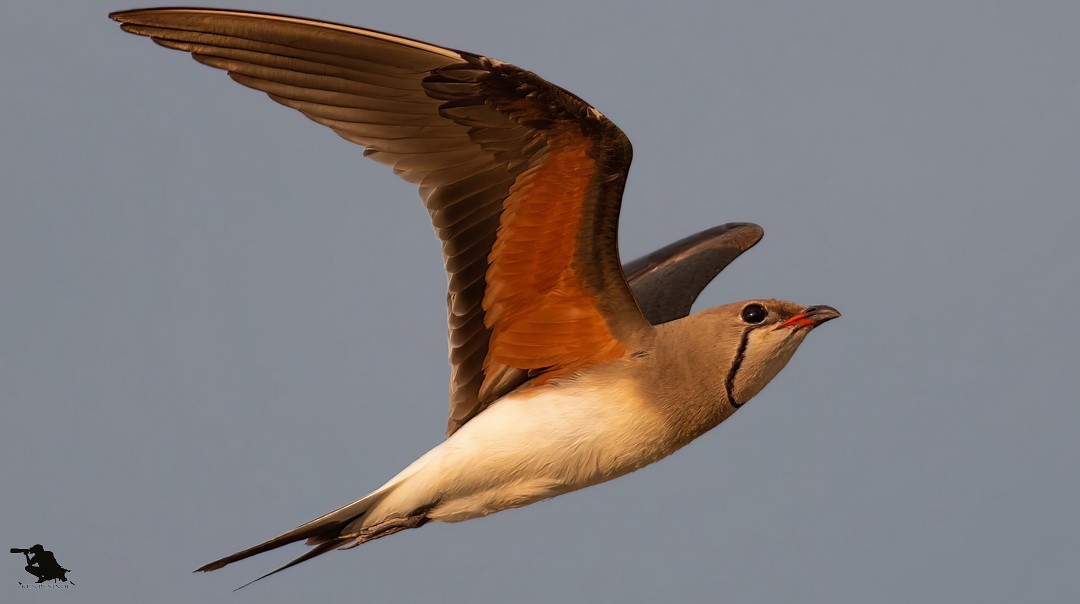 brakksvale - ML644742489