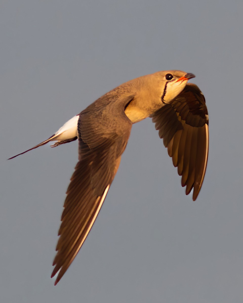 brakksvale - ML644742490