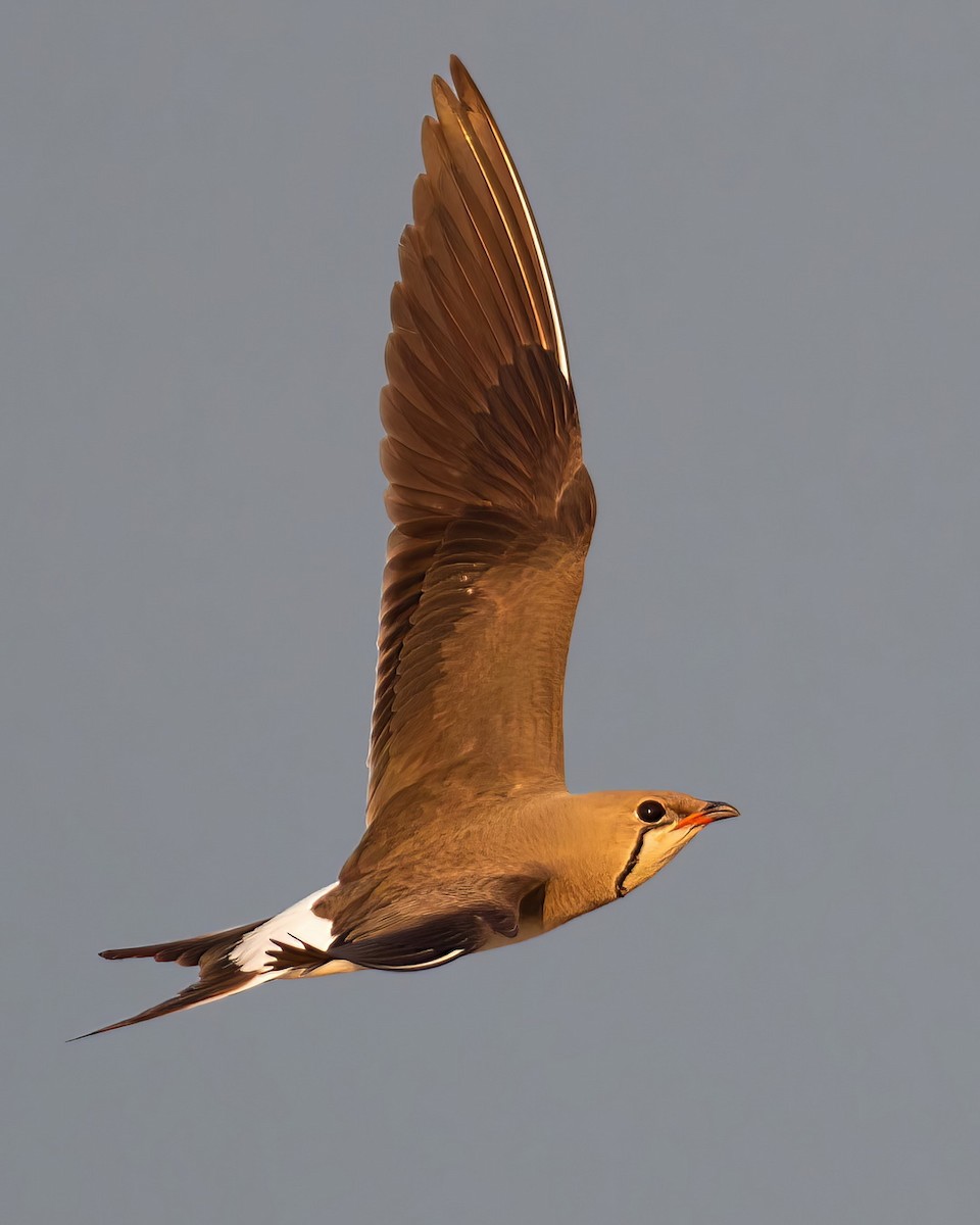 brakksvale - ML644742491