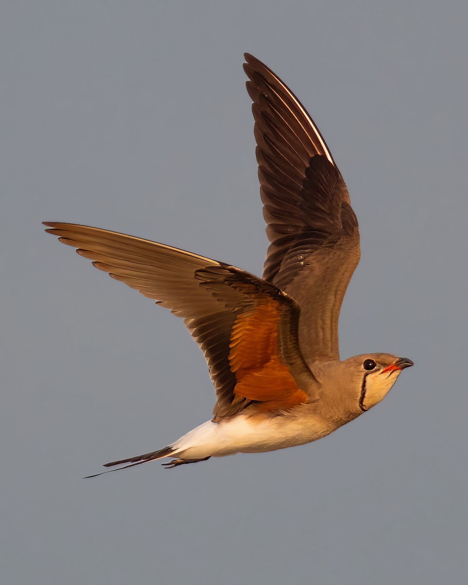 brakksvale - ML644742492