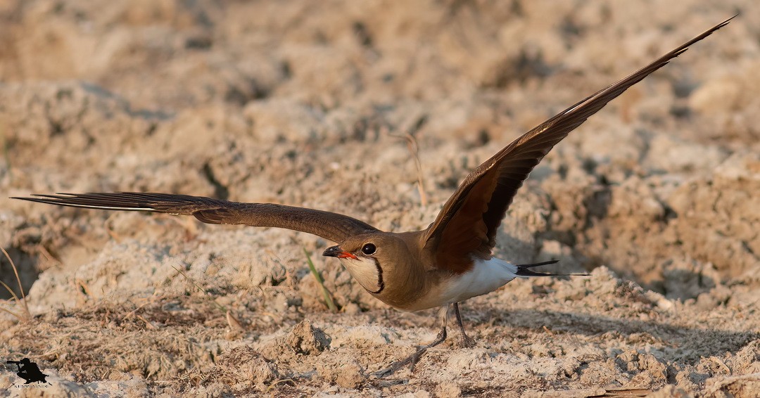 brakksvale - ML644742493