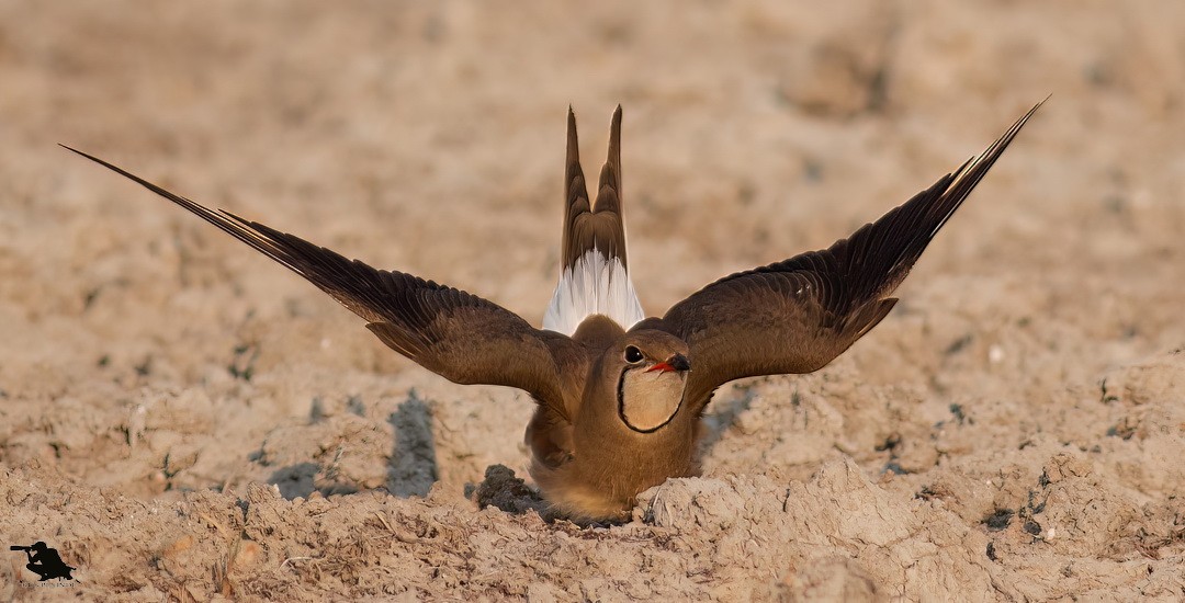 brakksvale - ML644742494