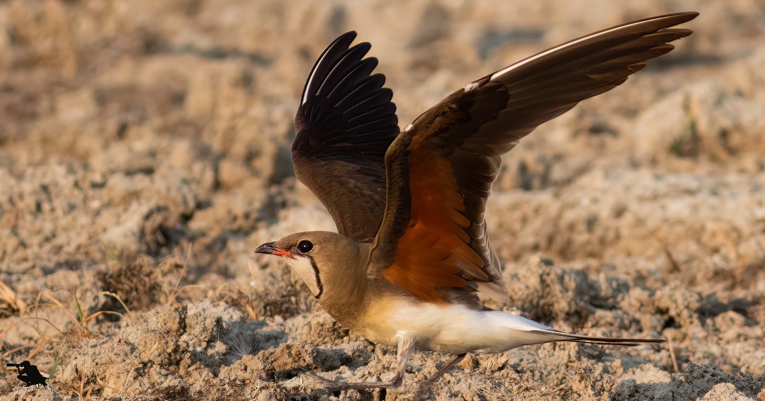 brakksvale - ML644742495