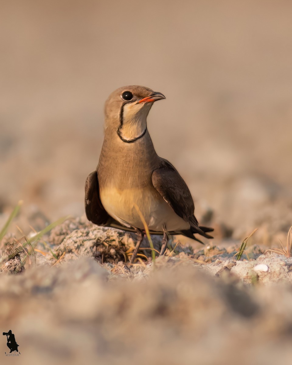 brakksvale - ML644742496