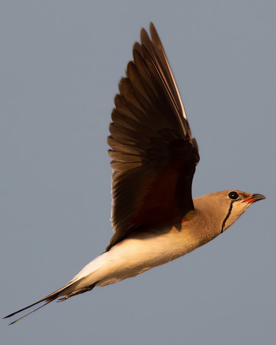 brakksvale - ML644742497