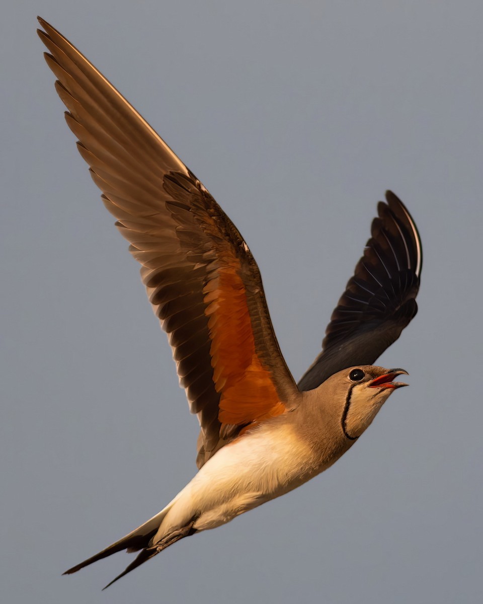 brakksvale - ML644742498