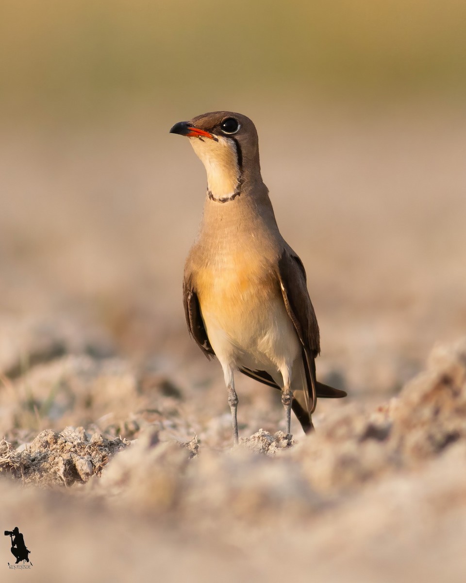 brakksvale - ML644742499