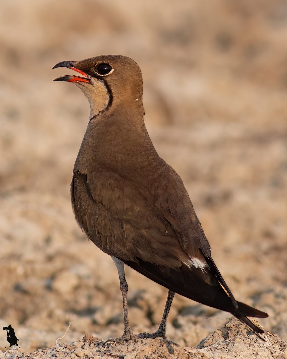 brakksvale - ML644742500