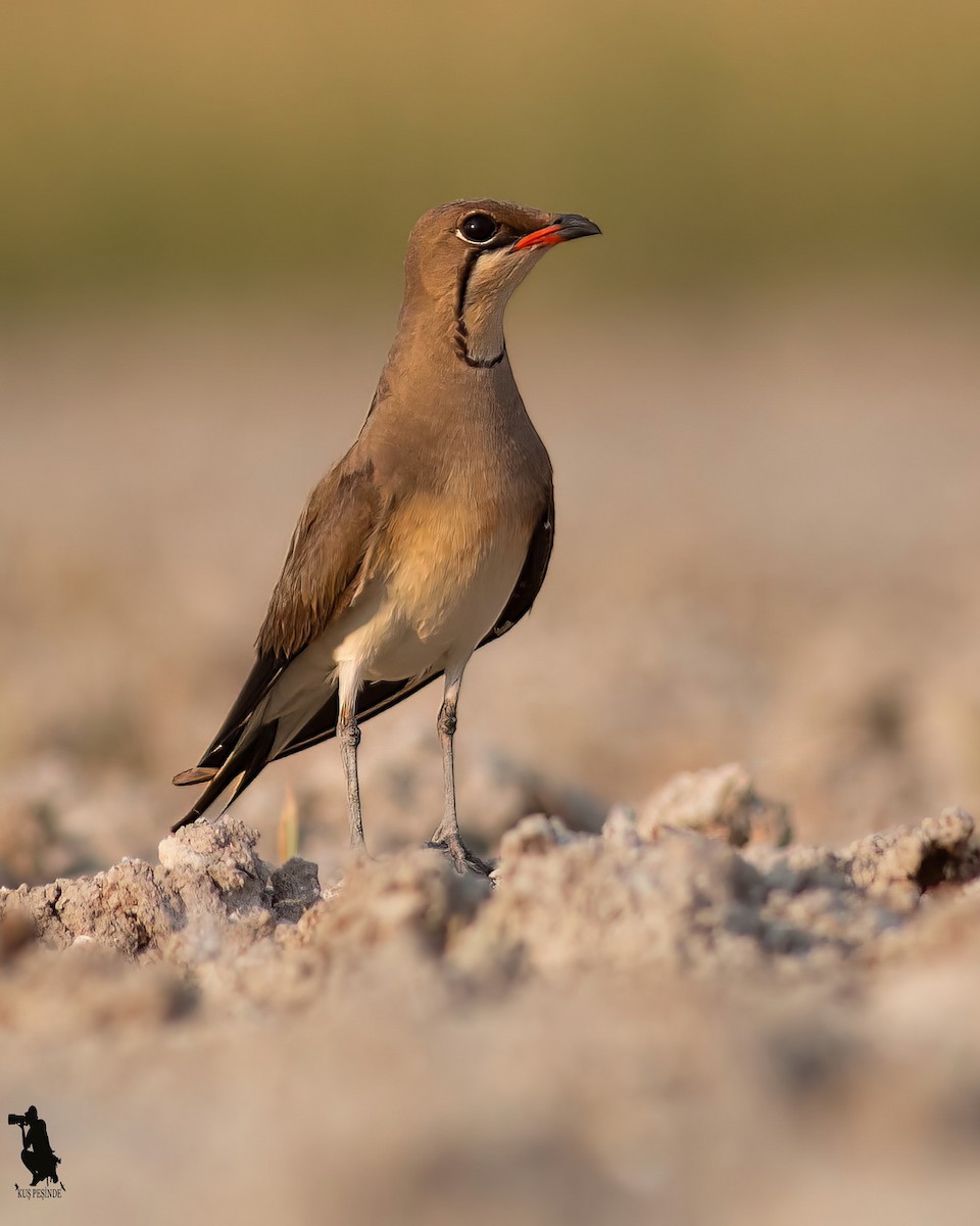 brakksvale - ML644742501