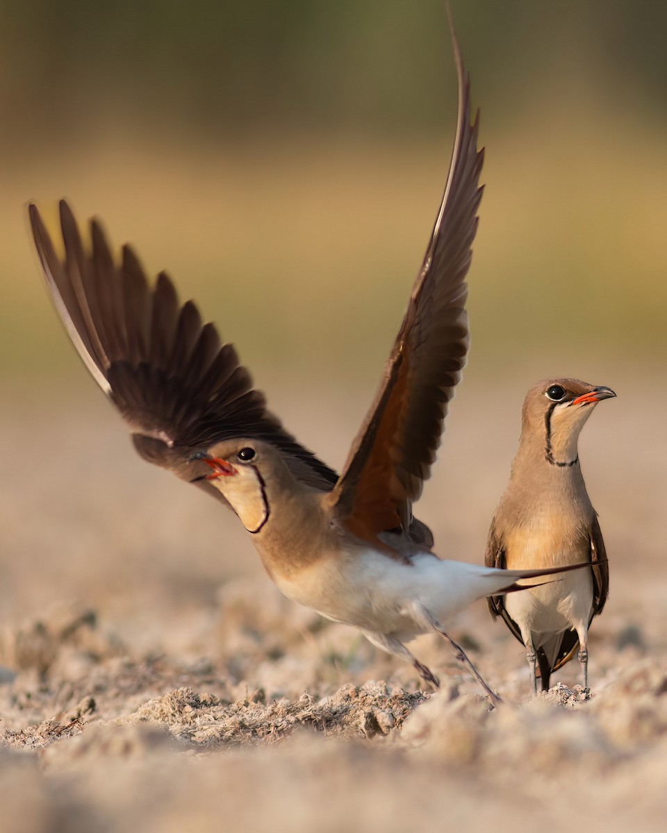 brakksvale - ML644742502